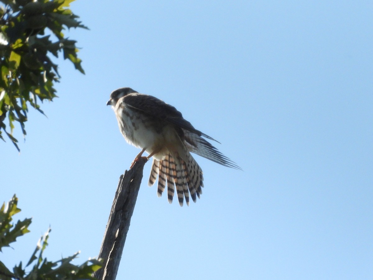 American Kestrel - ML641412872