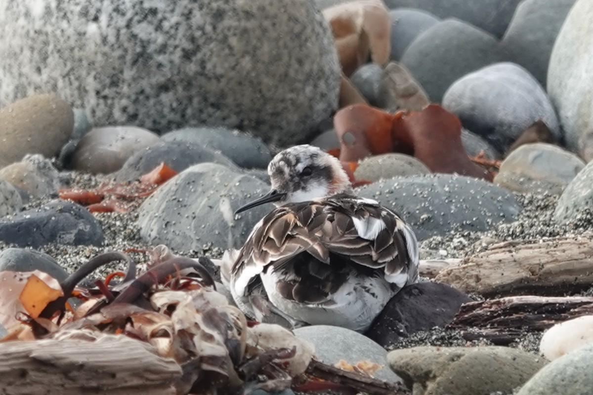 Red-necked Phalarope - ML641412879