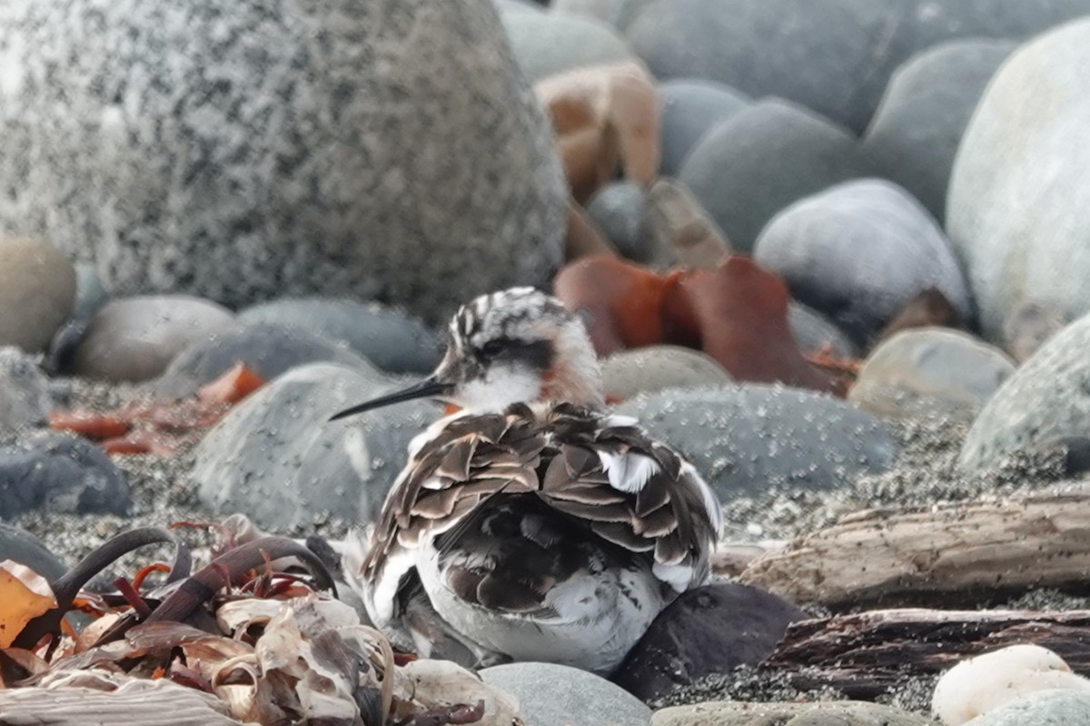 Red-necked Phalarope - ML641412880