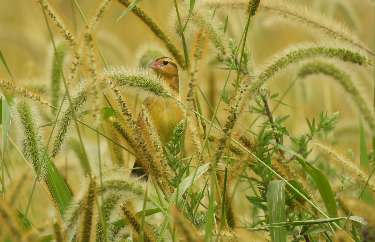 Bobolink - ML641412881