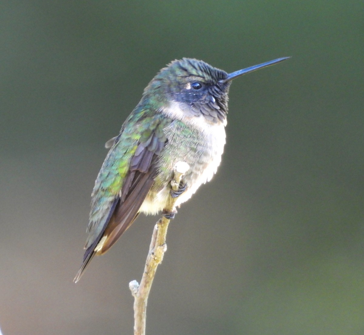 Colibri à gorge rubis - ML641412922