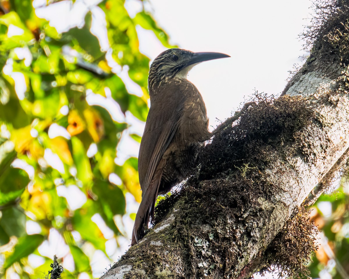 White-throated Woodcreeper - ML641412941
