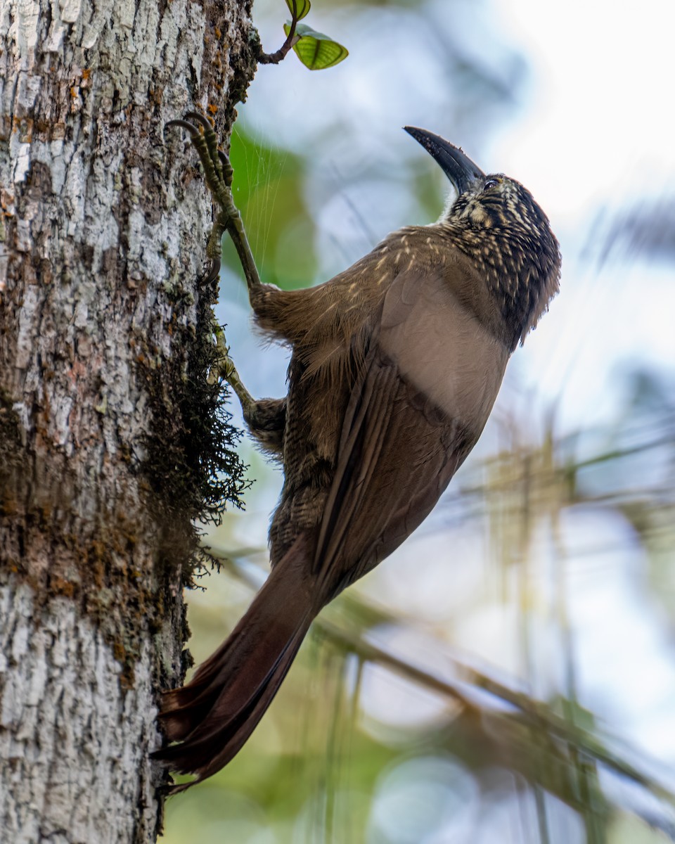 White-throated Woodcreeper - ML641412942