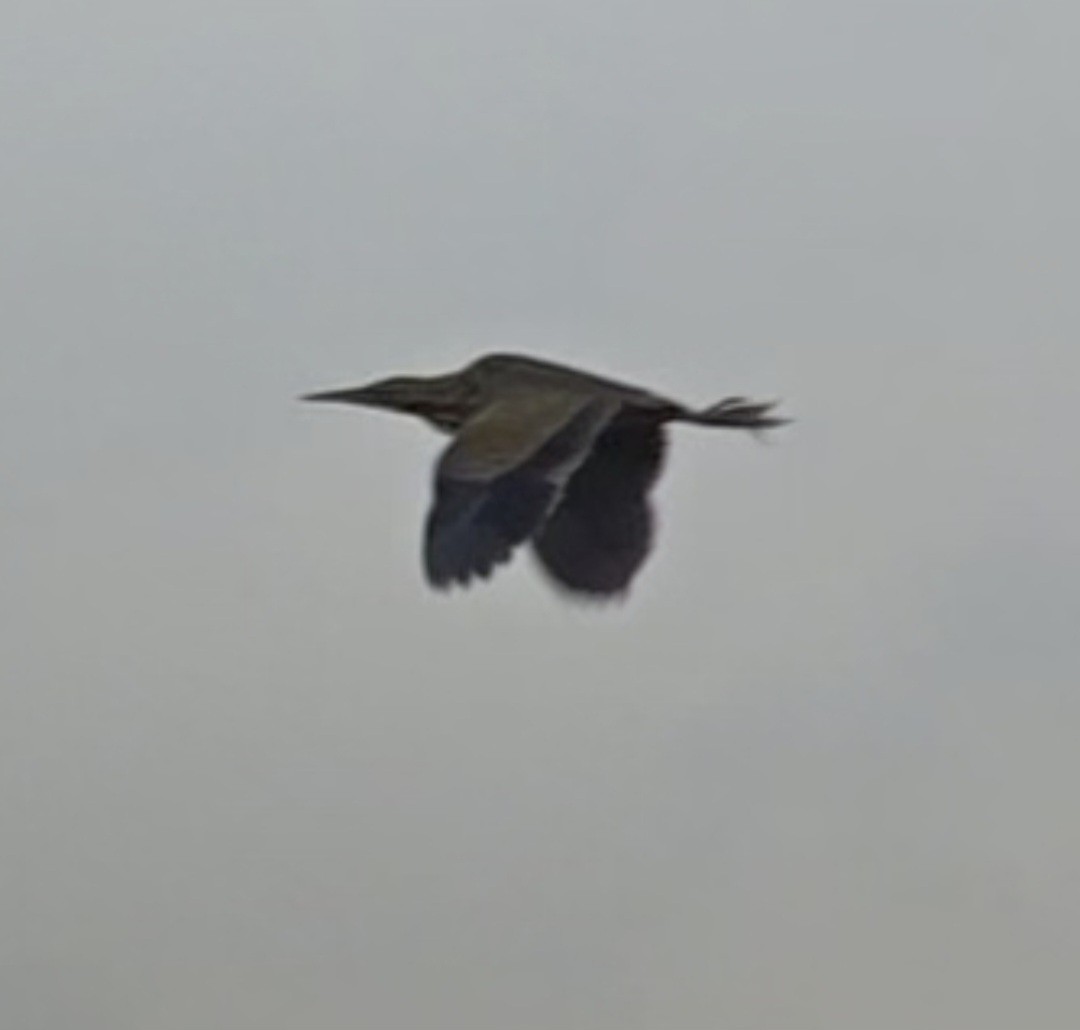 American Bittern - ML641412968