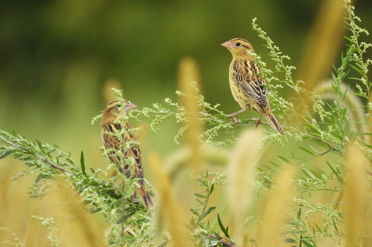 Bobolink - ML641412988