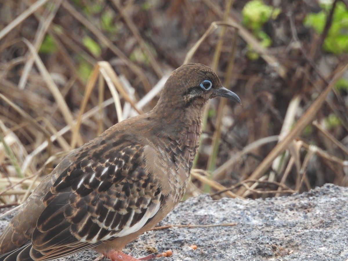 Galapagos Dove - ML641412999