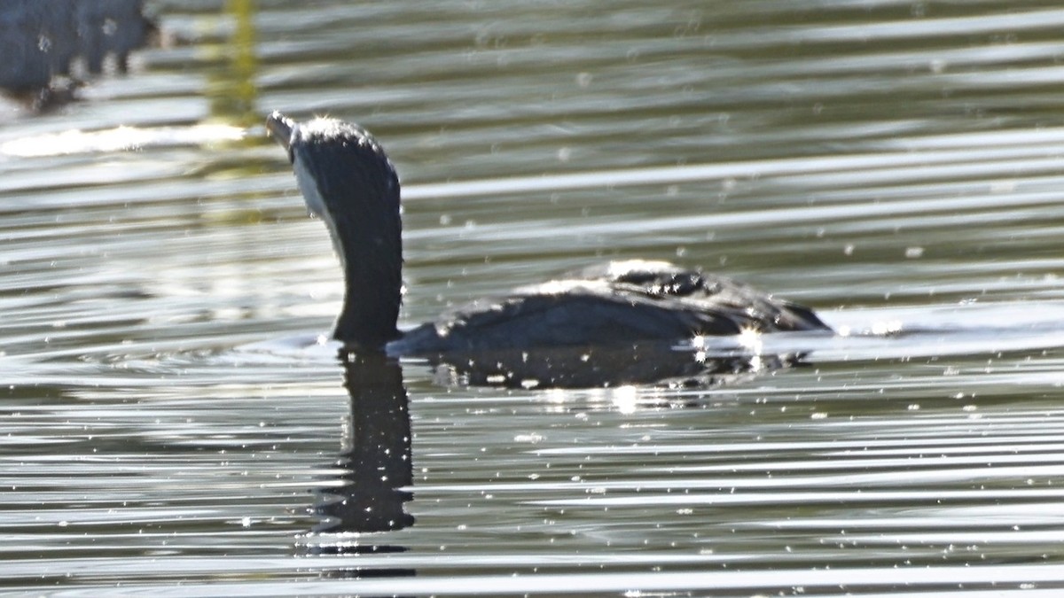 Little Pied Cormorant - ML641413002