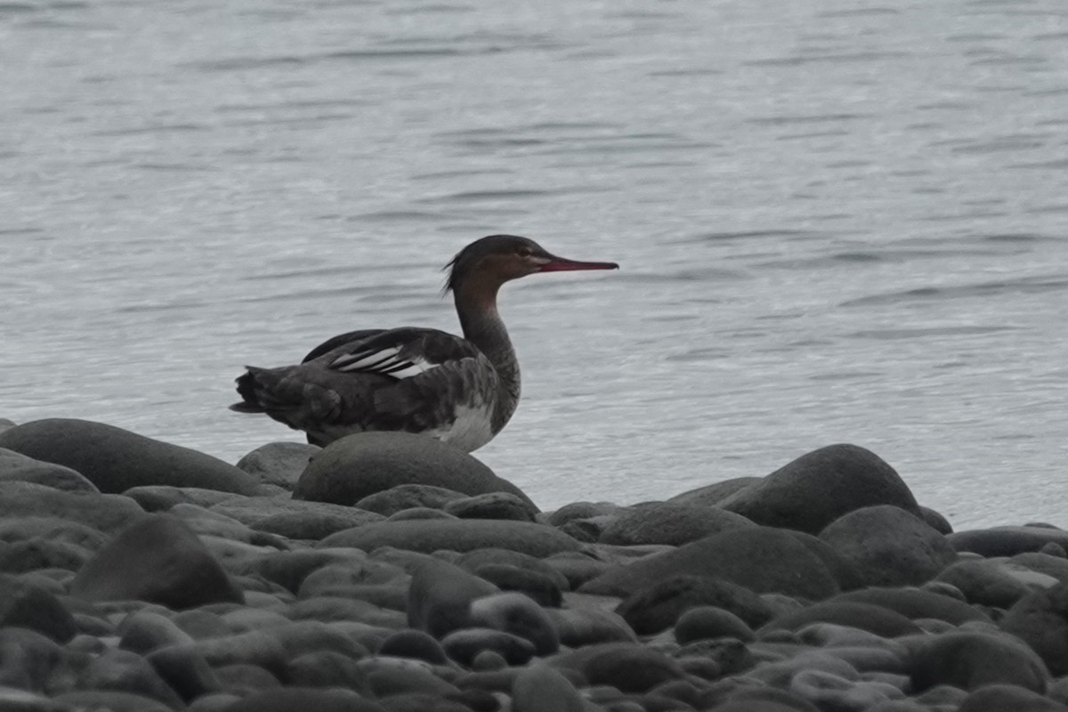 Red-breasted Merganser - ML641413026