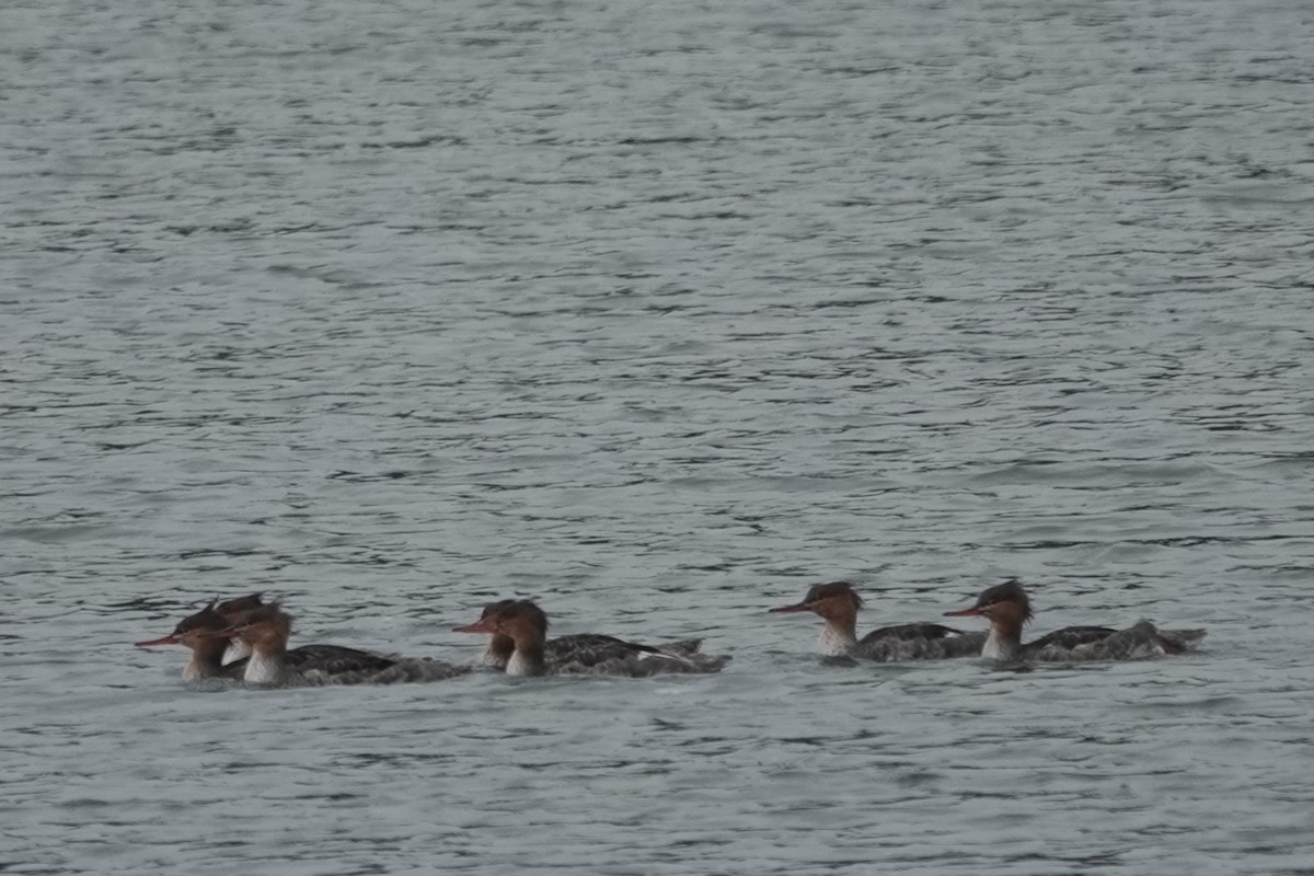 Red-breasted Merganser - ML641413027