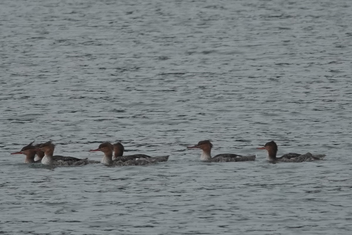 Red-breasted Merganser - ML641413028