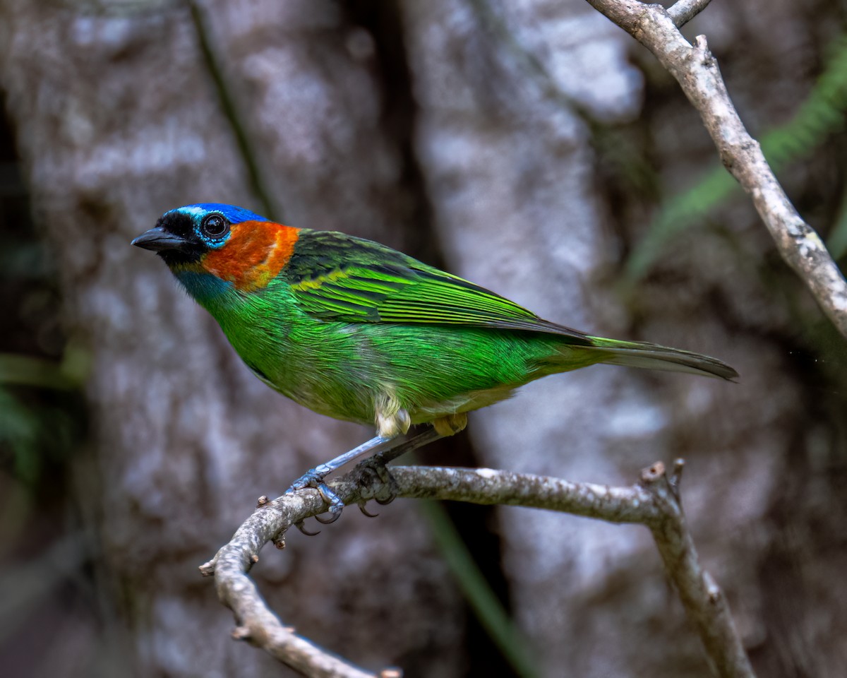 Red-necked Tanager - ML641413041
