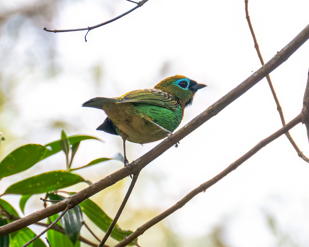 Brassy-breasted Tanager - ML641413059