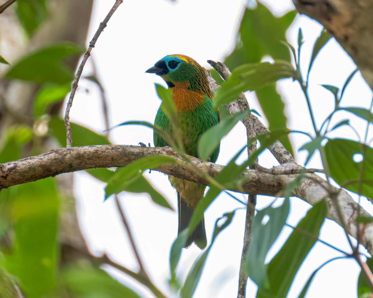 Brassy-breasted Tanager - ML641413060
