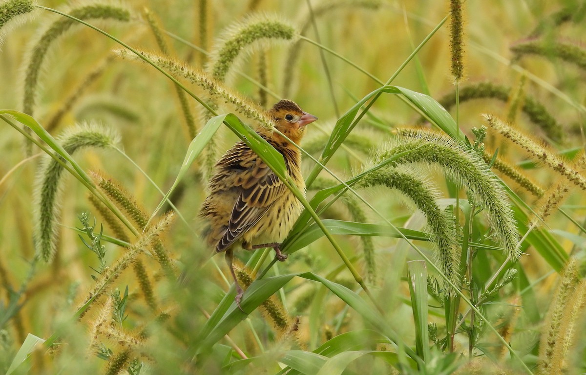 Bobolink - ML641413103