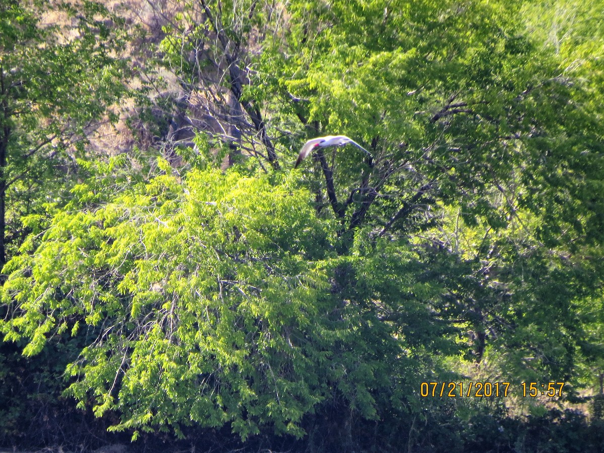 Caspian Tern - ML64141311