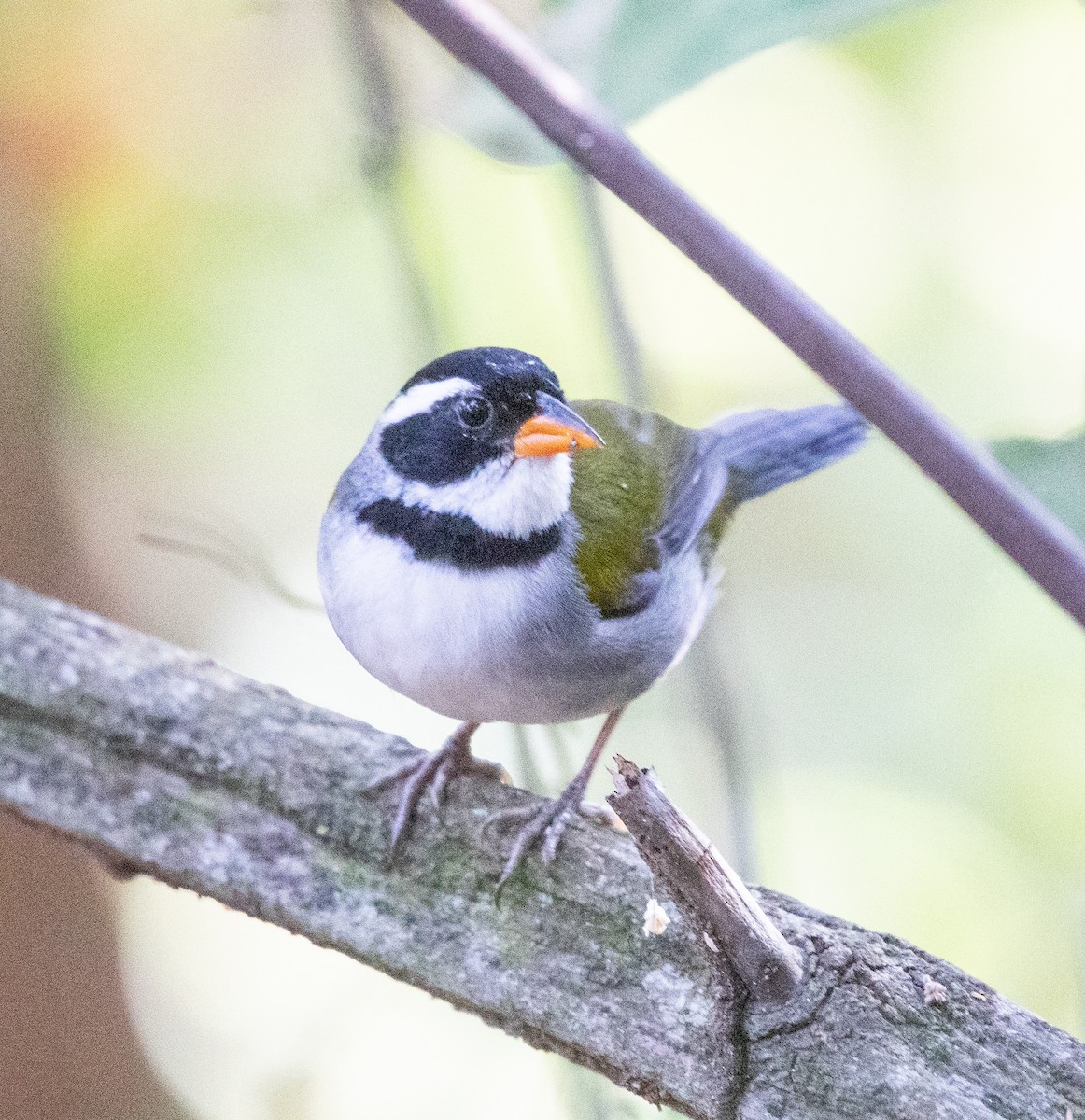 Saffron-billed Sparrow - ML641413149