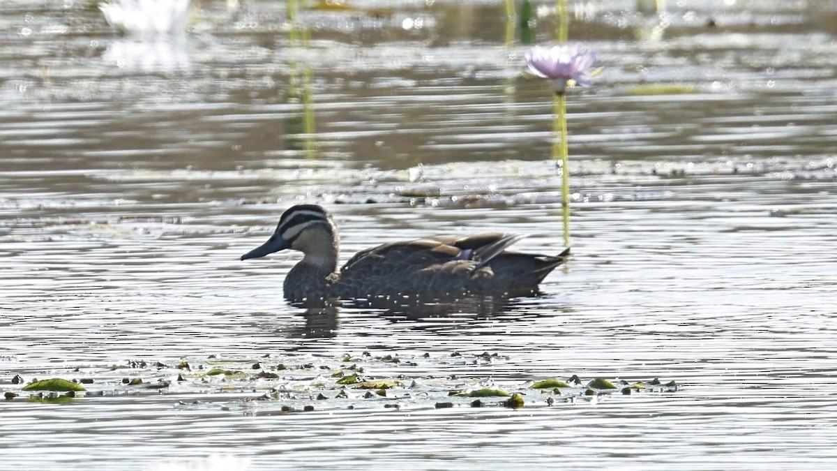 Pacific Black Duck - ML641413152