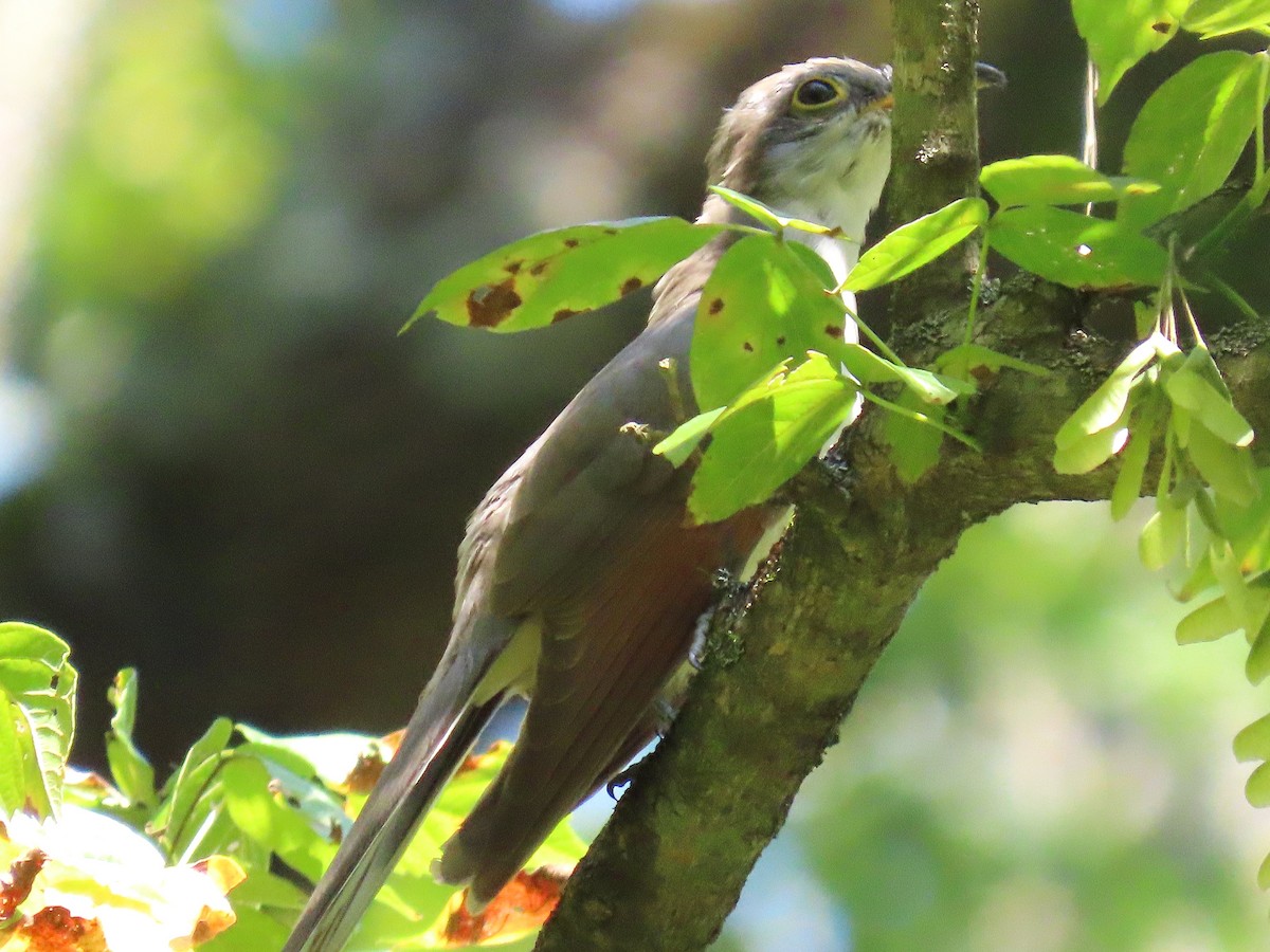 Yellow-billed Cuckoo - ML641413153