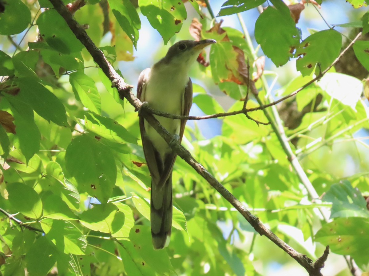 Yellow-billed Cuckoo - ML641413154