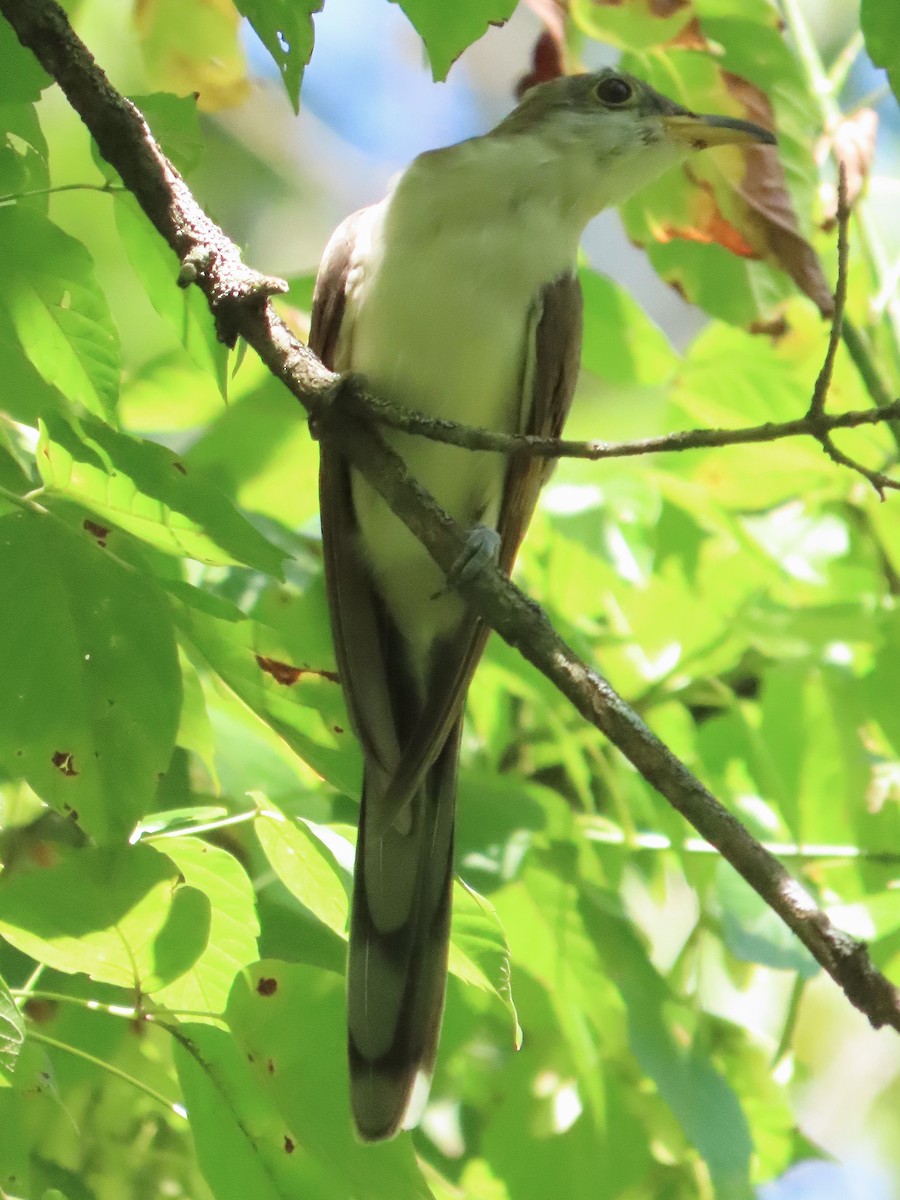 Yellow-billed Cuckoo - ML641413155