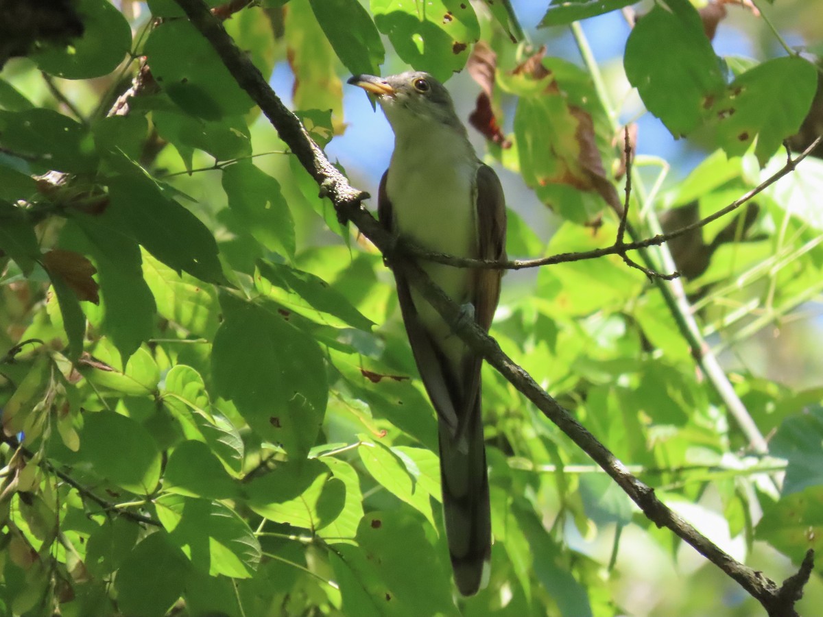 Yellow-billed Cuckoo - ML641413156