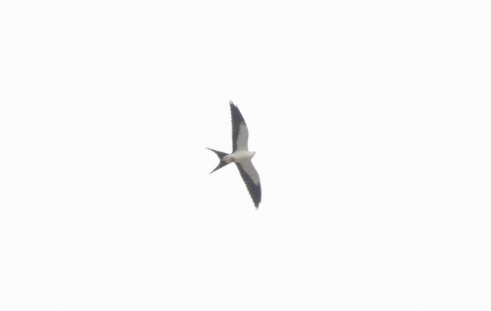 Swallow-tailed Kite - ML641413158