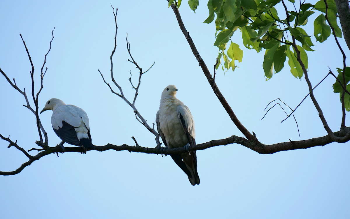 Pied Imperial-Pigeon - ML641413168