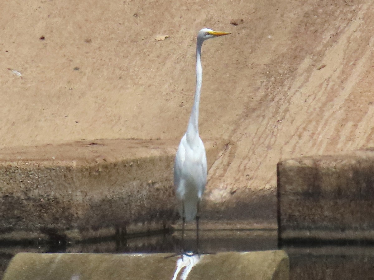 Great Egret - ML641413193