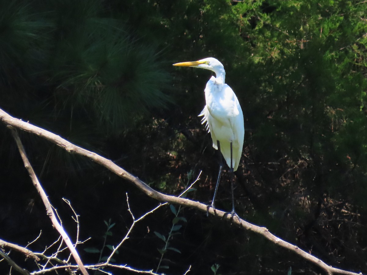 Great Egret - ML641413194