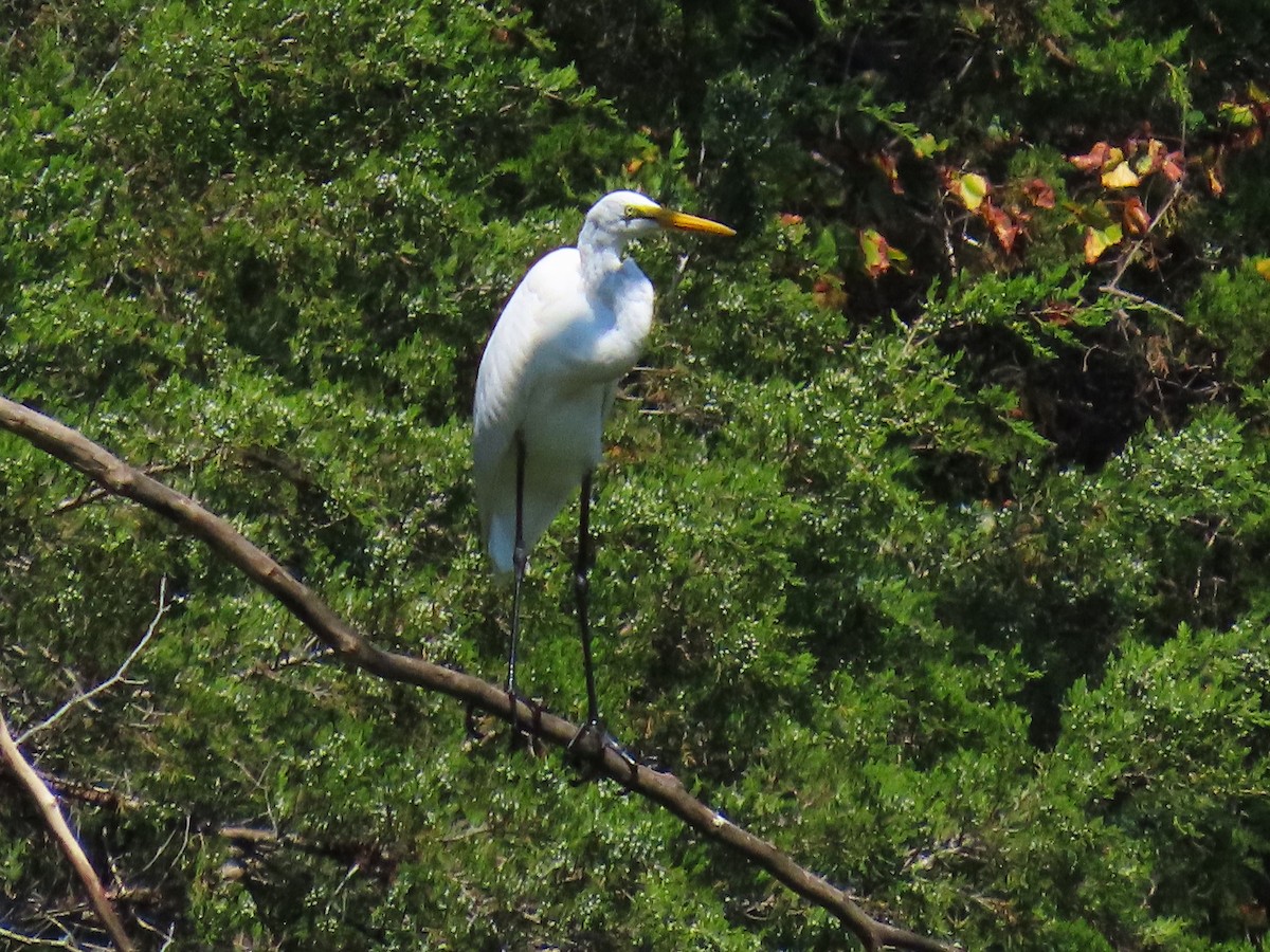 Great Egret - ML641413195