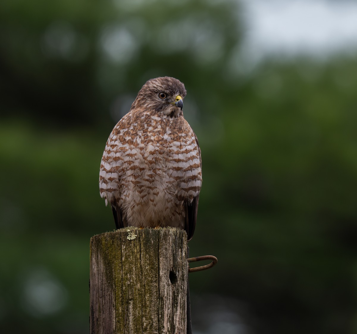 Broad-winged Hawk - ML641413201