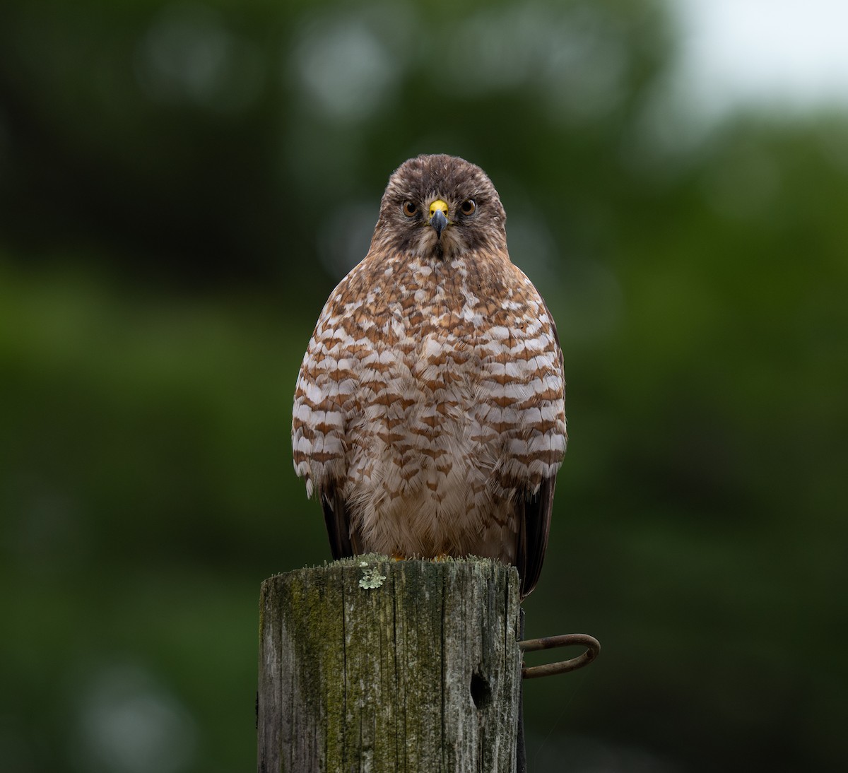 Broad-winged Hawk - ML641413202