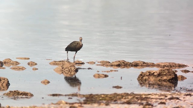 Ibis falcinelle - ML641413208