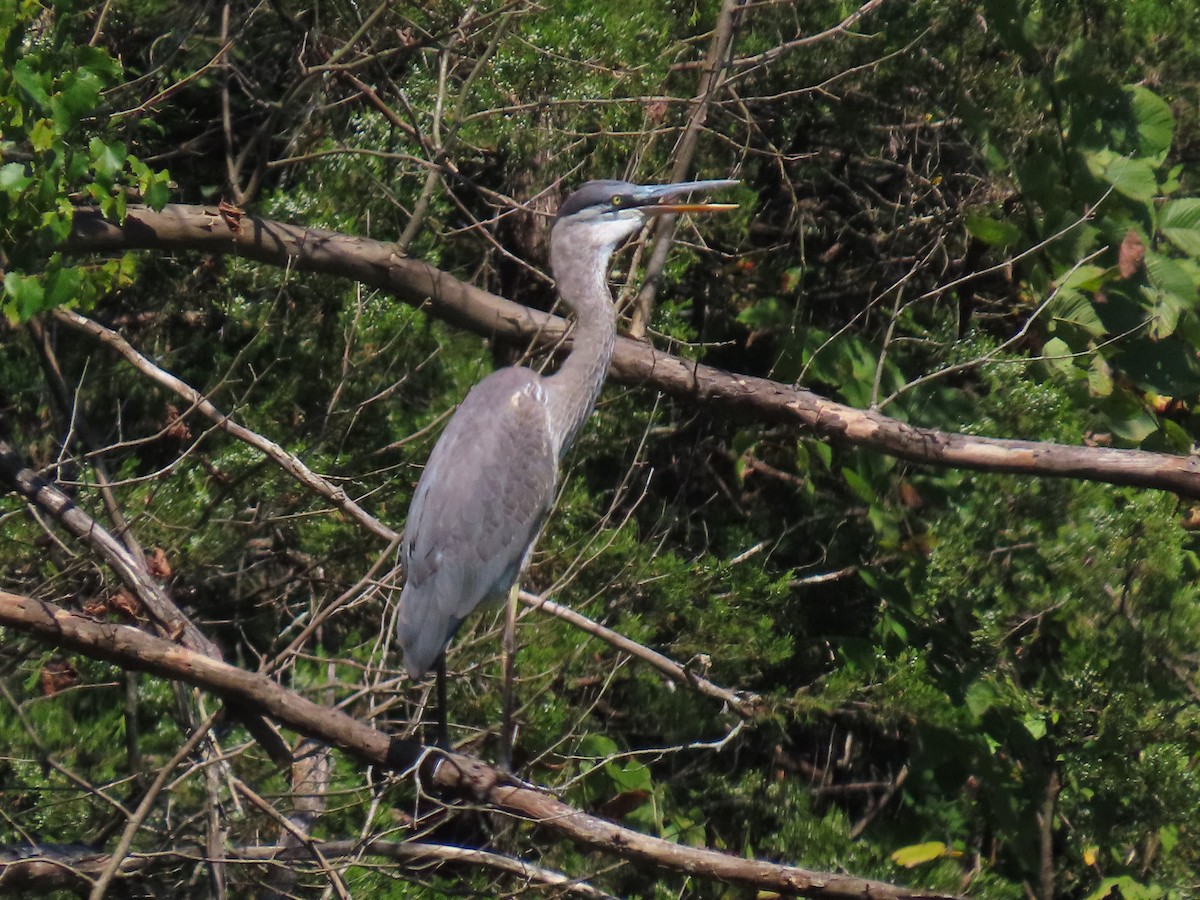 Great Blue Heron - ML641413237