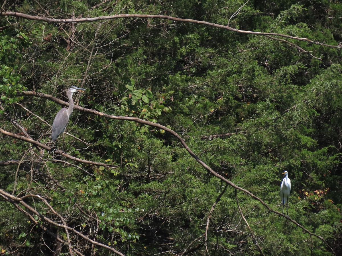 Great Blue Heron - ML641413238