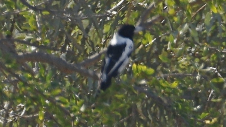 Pied Butcherbird - ML641413245