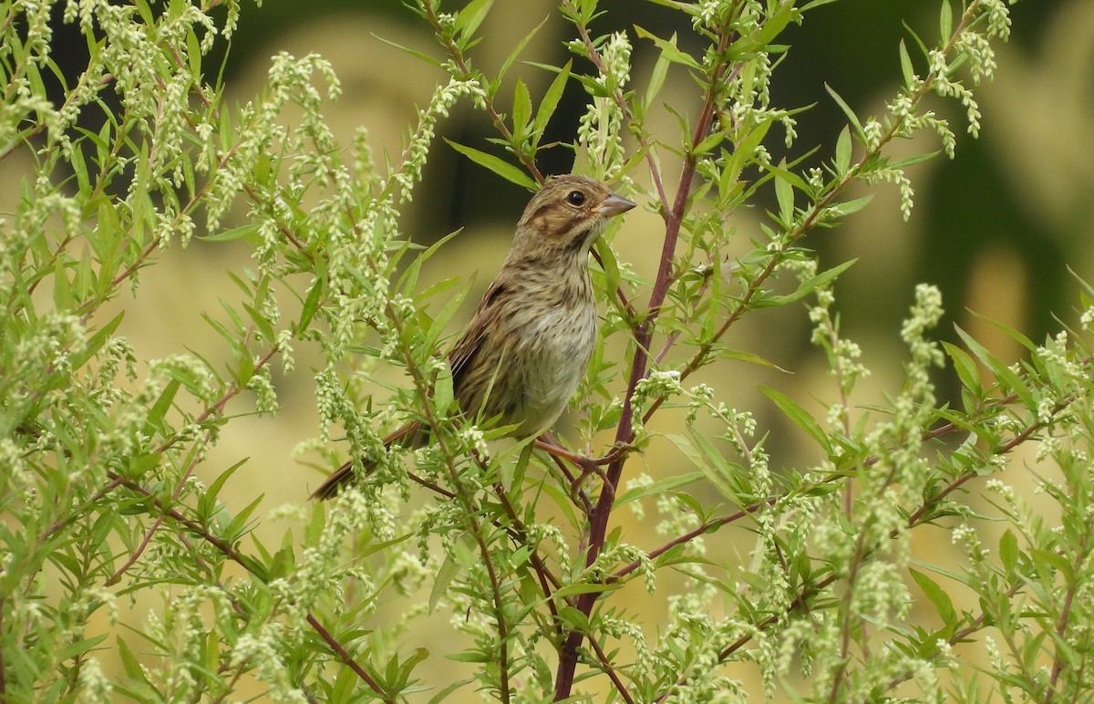 new world sparrow sp. - ML641413268