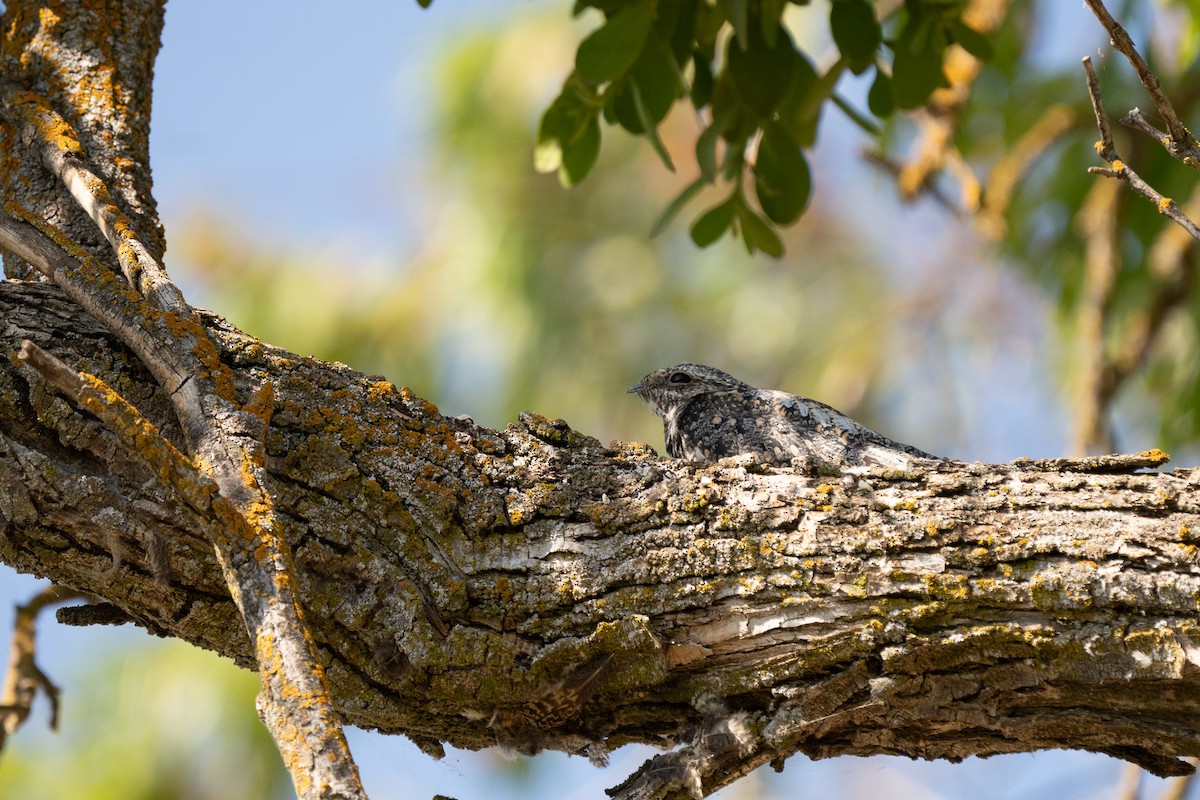 Lesser Nighthawk - ML641413290