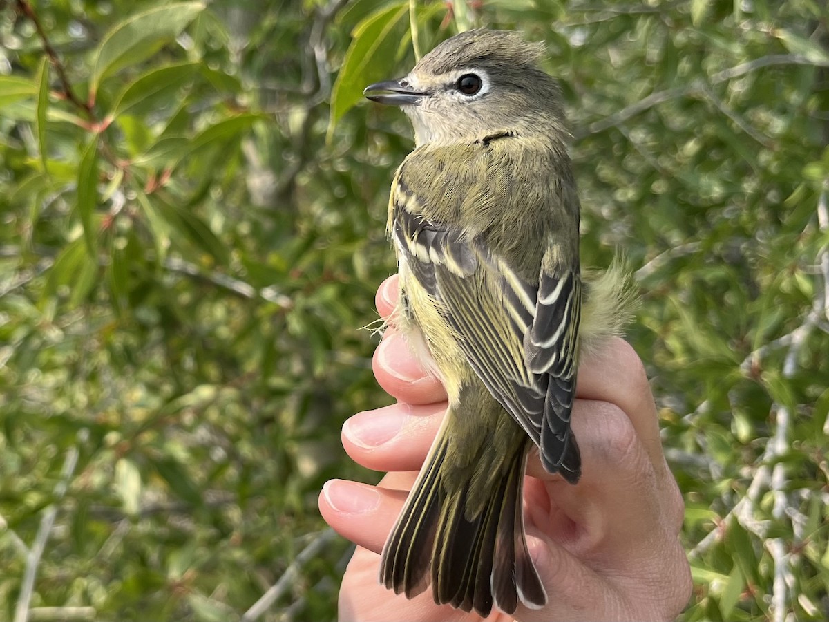 Cassin's Vireo - ML641413300