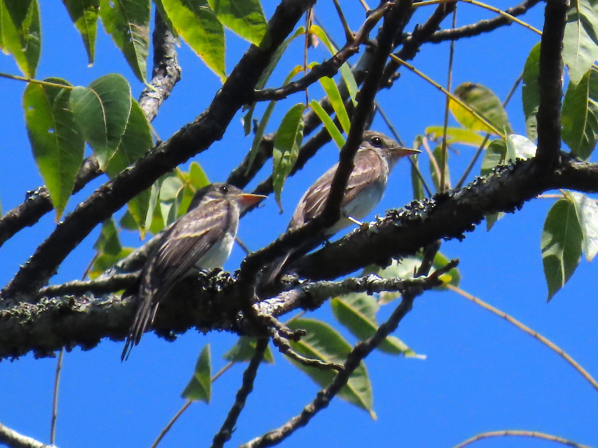 Eastern Wood-Pewee - ML641413304