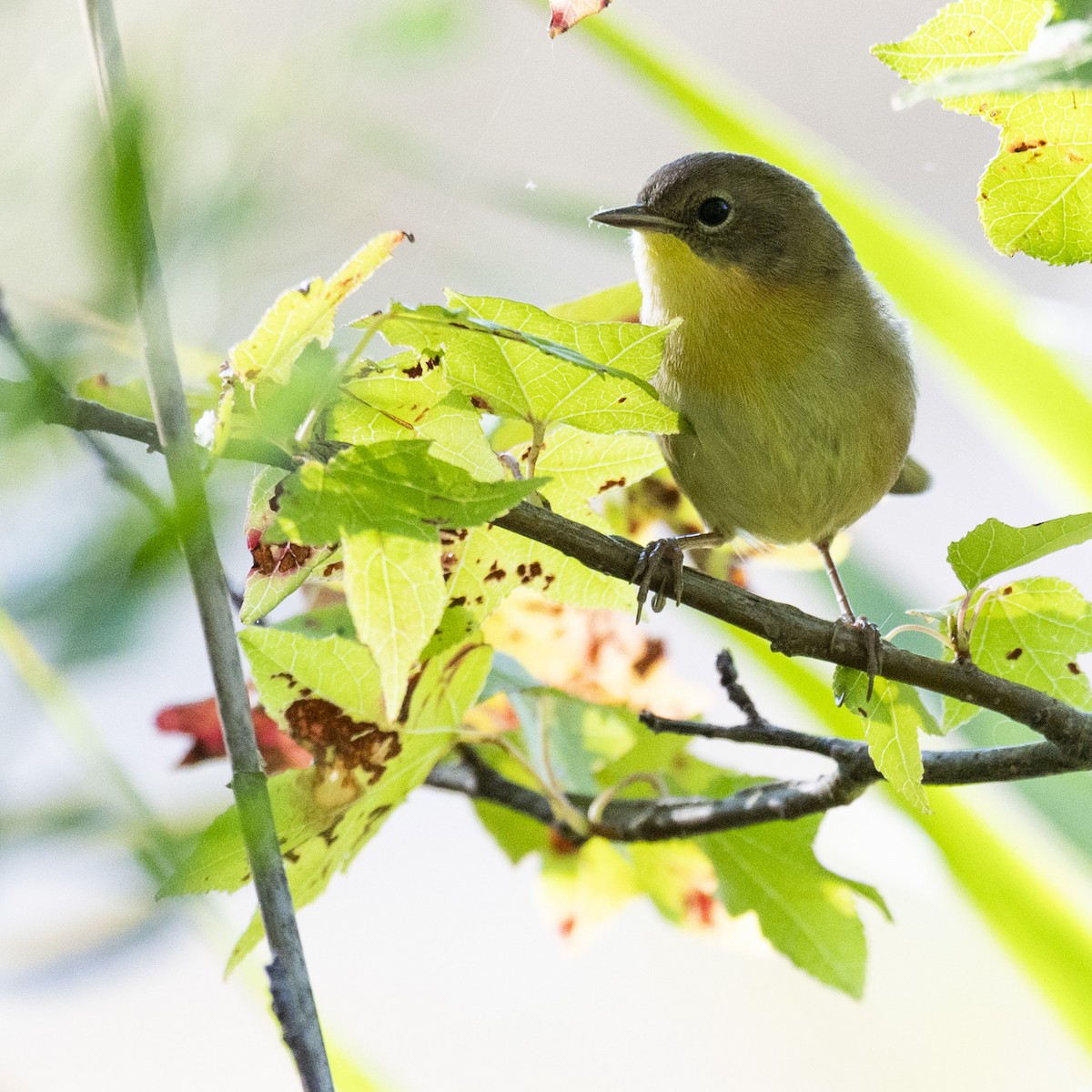 Common Yellowthroat - ML641413318
