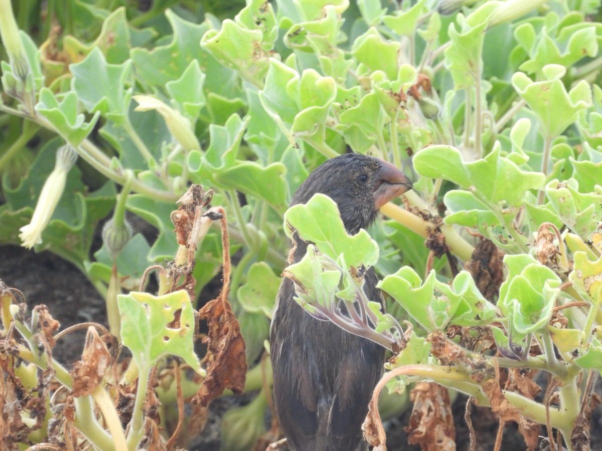 Large Ground-Finch - ML641413334