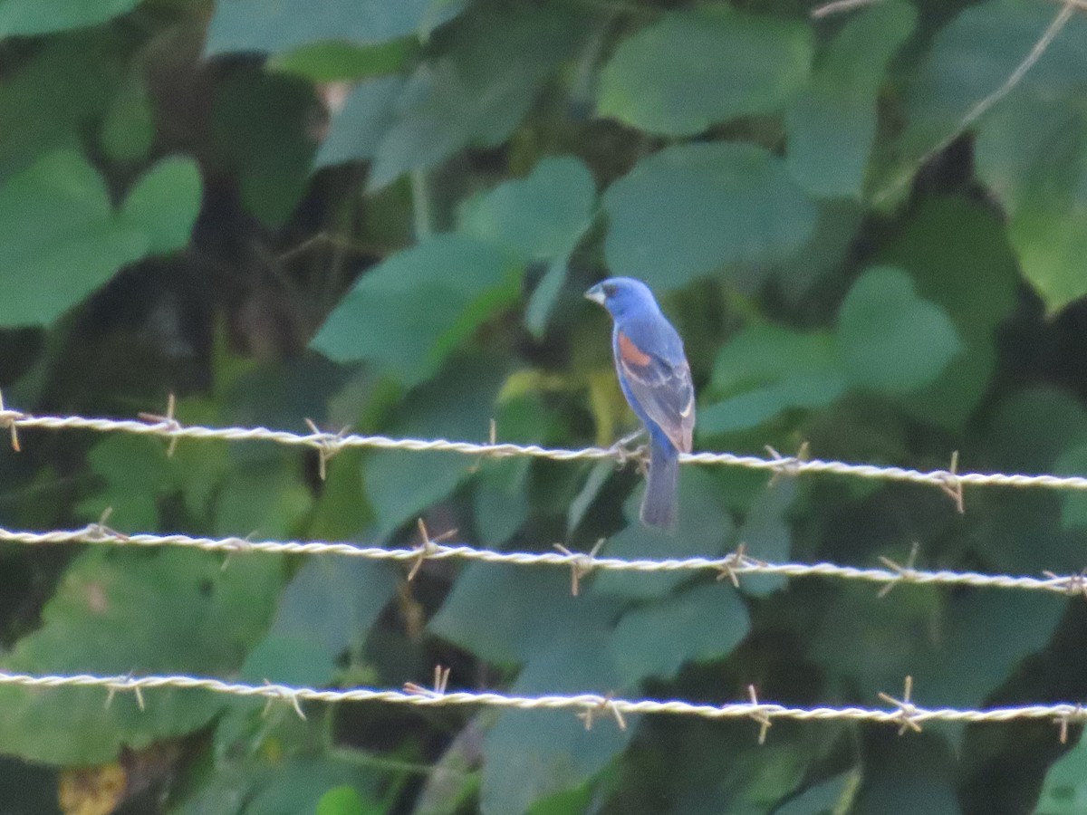 Blue Grosbeak - ML641413335