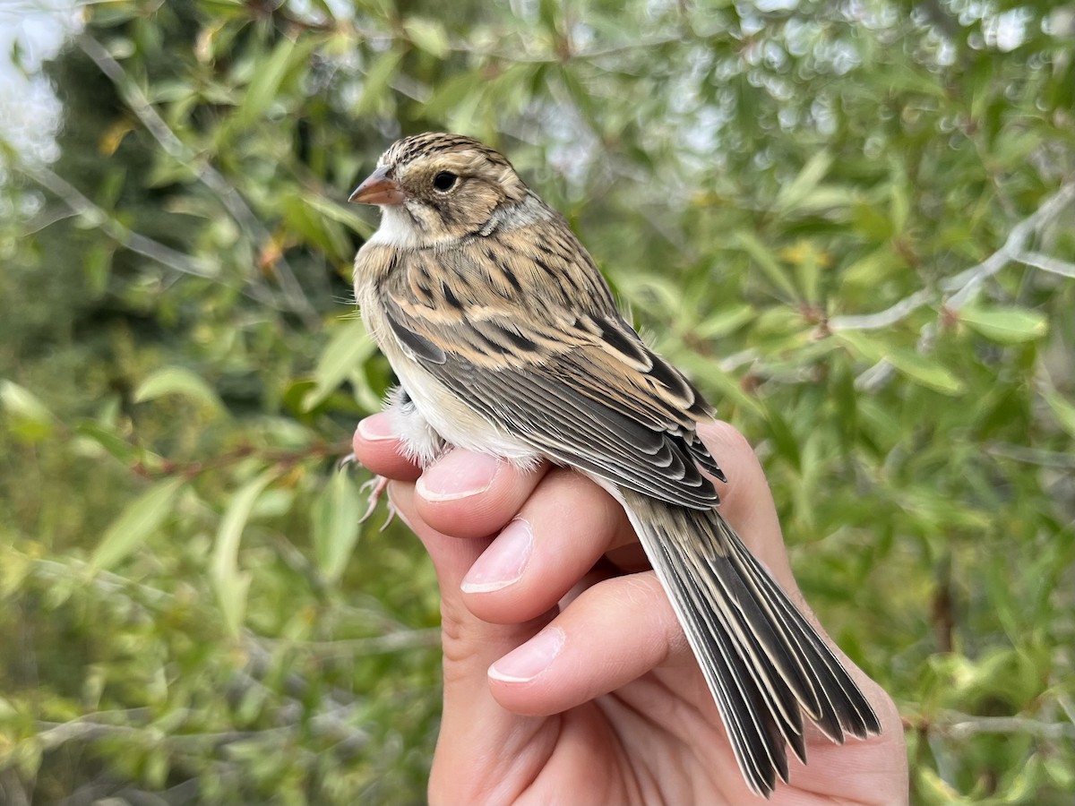 Clay-colored Sparrow - ML641413354