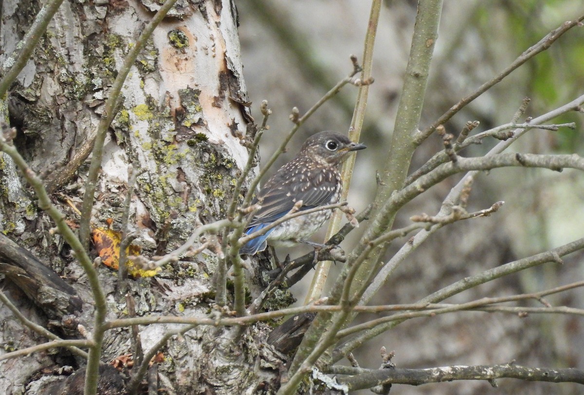 Eastern Bluebird - ML641413360