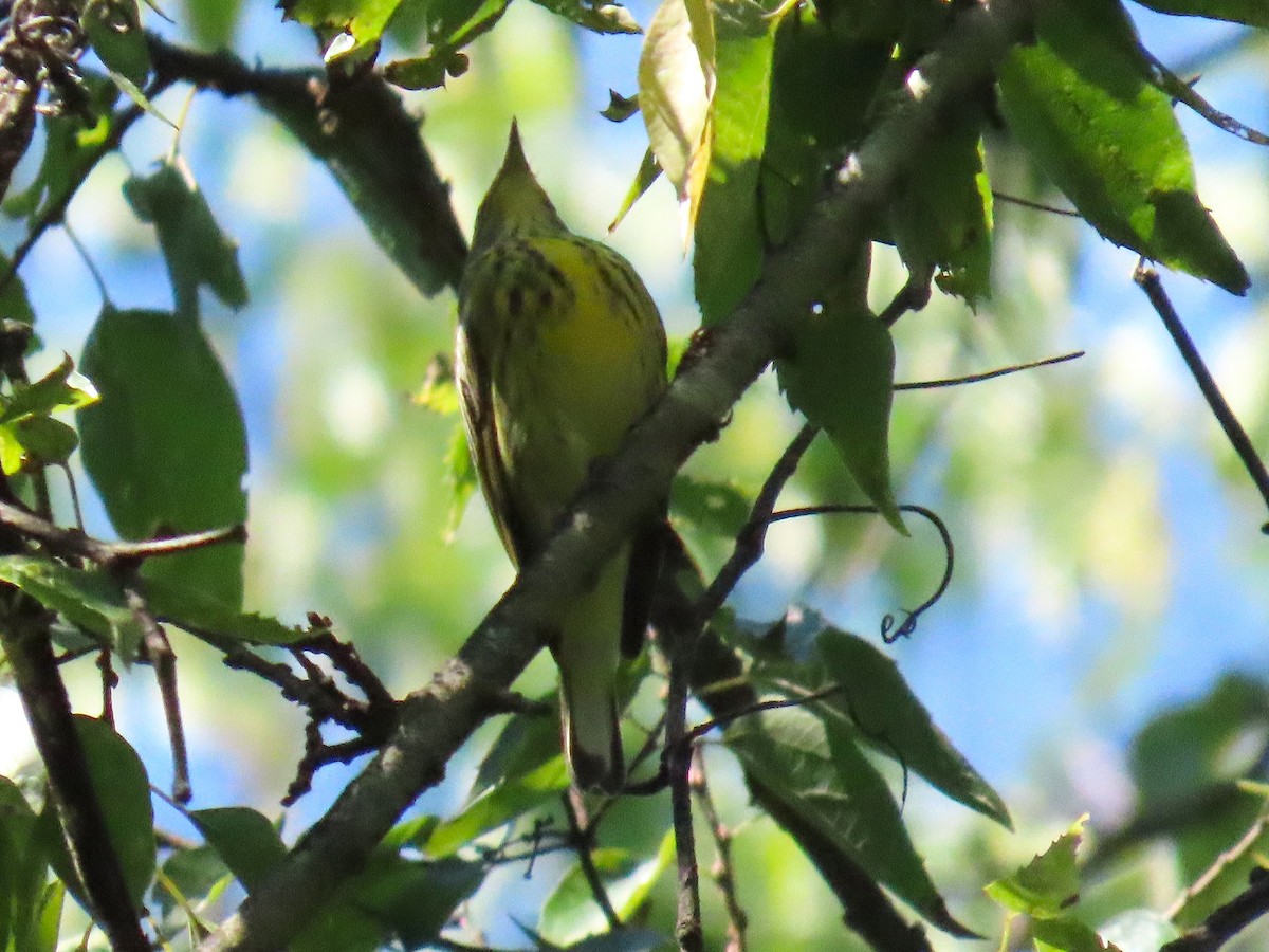 Cape May Warbler - ML641413381