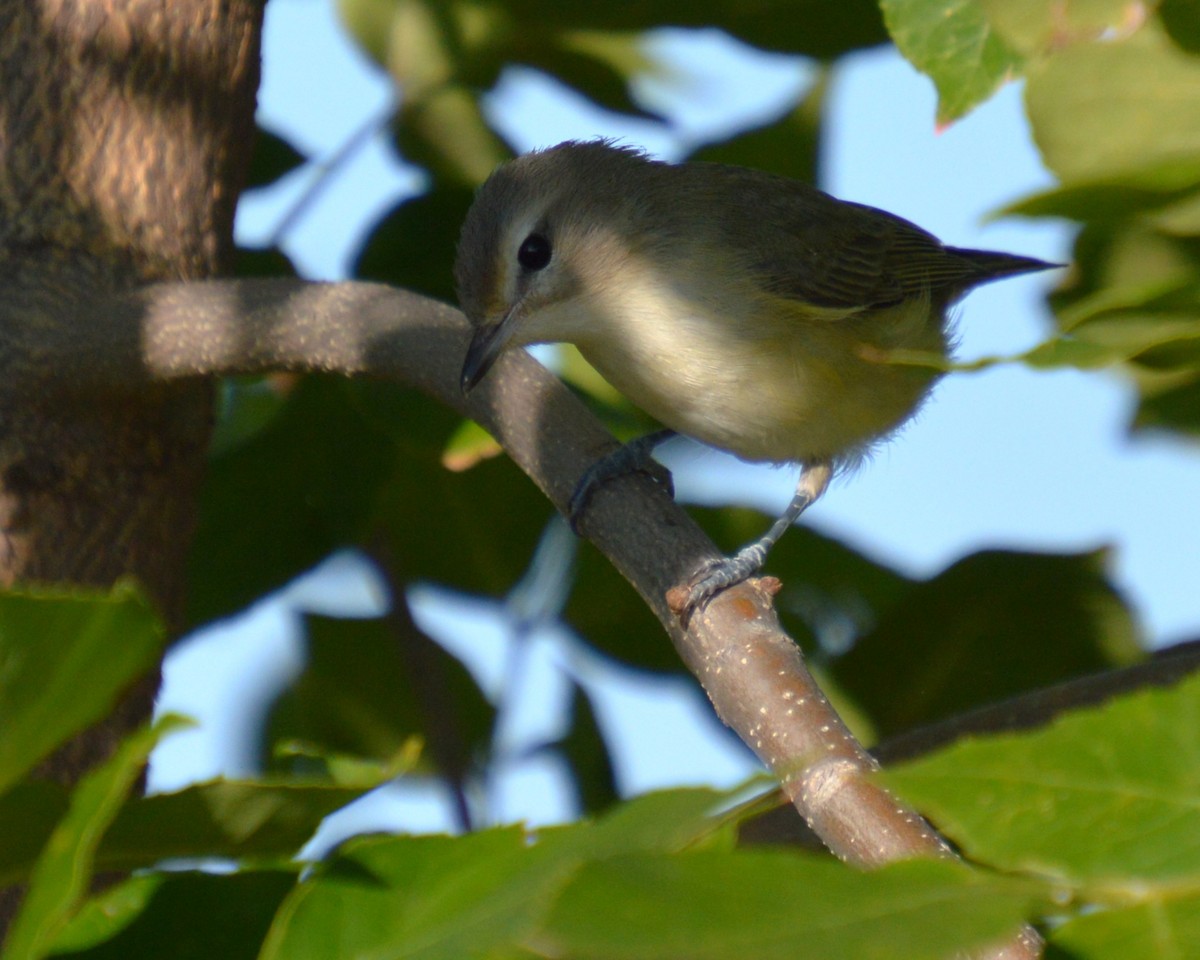 Warbling Vireo - ML641413382