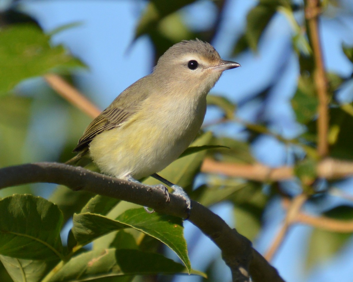 Warbling Vireo - ML641413389