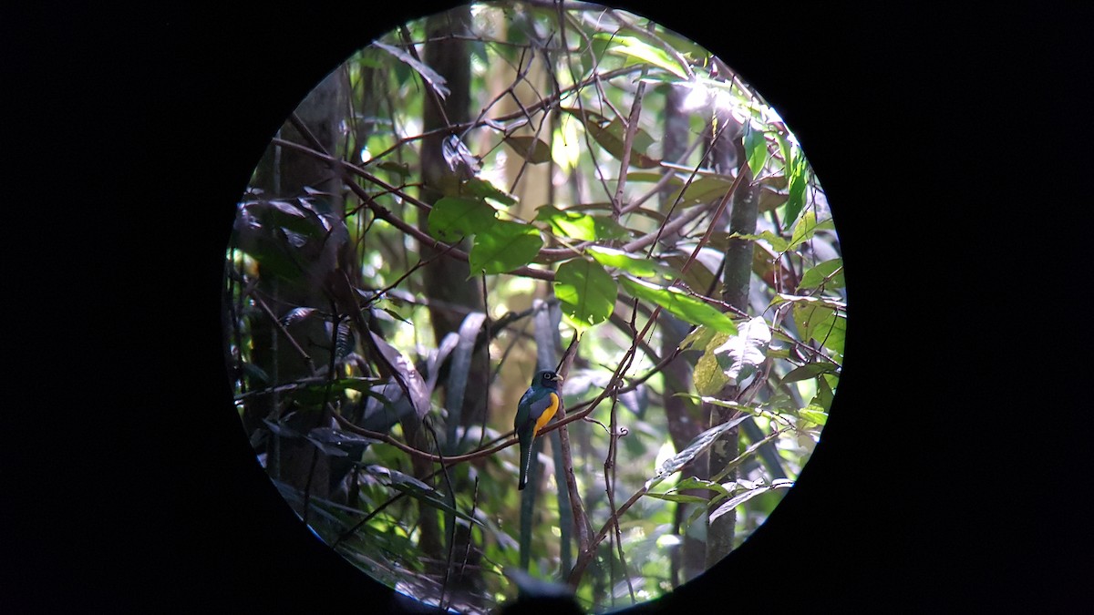 Amazonian Black-throated Trogon - ML641413413