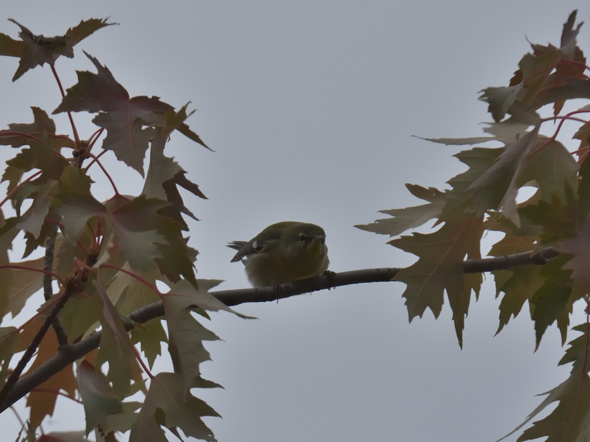 Northern Parula - ML641413443